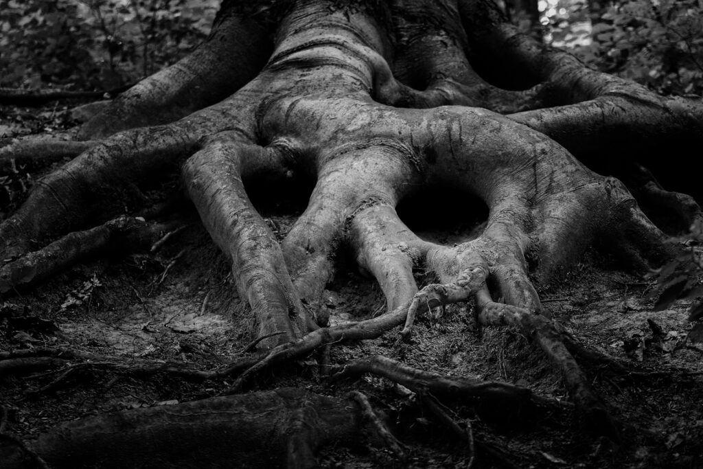 pexels-photo-450100-450100 Black and white photograph of intricate tree roots in a forest setting.